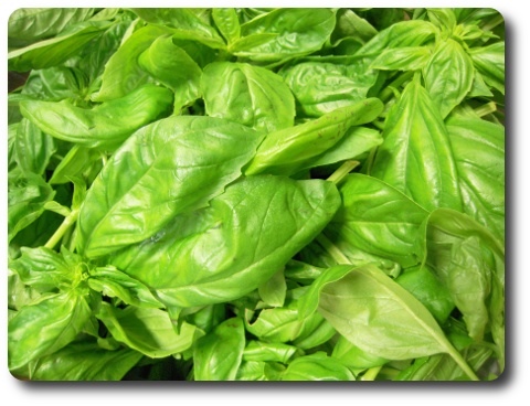 basilic2009.jpg