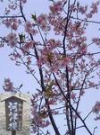 目黒:林試の森公園の河津桜
