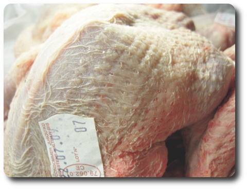 pigeon2009.jpg