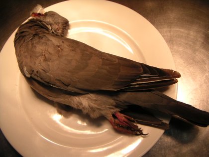 pigeonramier2007.jpg