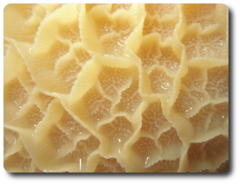 tripe2009.jpg